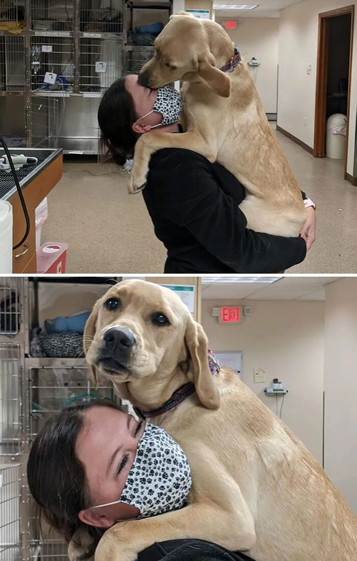 Pretzel Heard That Assistant Melissa Is A Total Sucker For Yellow Labs And Decided To Give Her Some Slobbery Cheese Kisses To Solidify Those Feelings