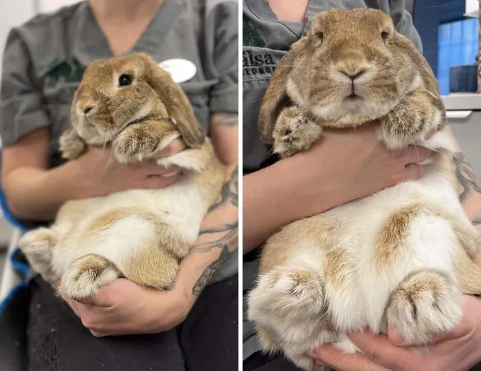 The Vet Who Trims Pudding's Nails Posted These Pics Of Her On Their Page