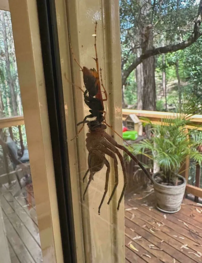 Una avispa halcón arrastra a una araña cazadora para depositar su huevo en su cuerpo paralizado.
