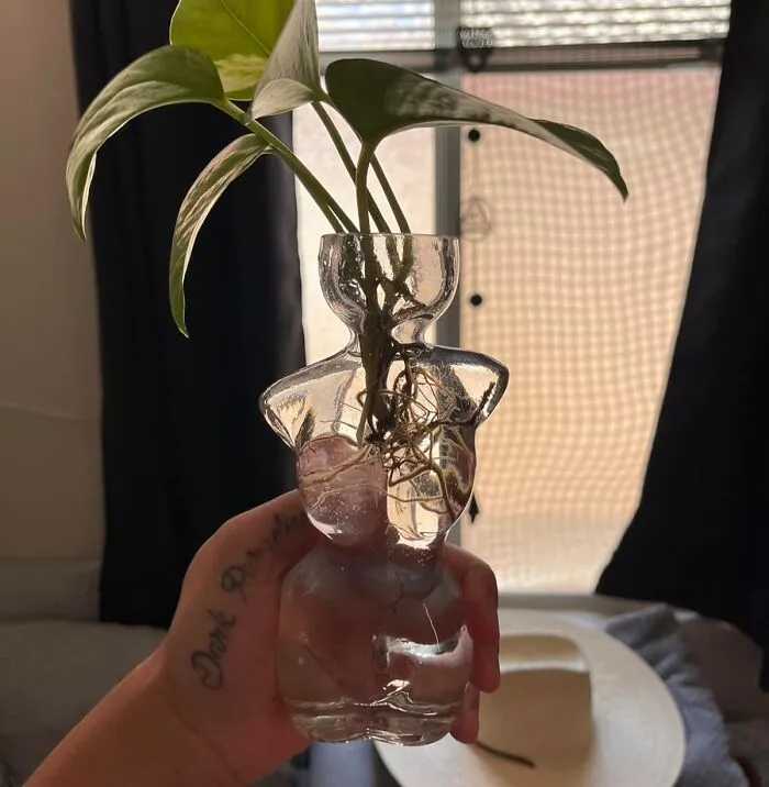 This Unique <a Style="Display:inline;" Href="Https://Www.amazon.com/Glass-Flowers-Propagation-Unique-Design/Dp/B0c97nk1jw?ie=utf8&linkcode=ll1&tag=bpstarfish-20&linkid=fbe1999cfbcbe63a1bde870fc9b98177&language=en_us&ref_=as_li_ss_tl" Target="_blank"><span Style="Font: Inherit; Color: #d74b1f;"> Female Silhouette Propagation Vase </Span> Is A Chic And Curvy Way To Showcase Your Plant Babies