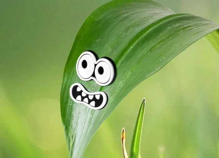 Give Your Plants A Personality Boost With These Playful <a Style="Display:inline;" Href="Https://Www.amazon.com/Cslehel-Accessories-Christmas-Halloween-Decorations%ef%bc%8c/Dp/B0cnrsjj5h?crid=37ue20o0cmpau&dib=eyj2ijoimsj9.op5nu4xlk6lw3dlgopl_id-T4qzhv_26qfcwjl37javet7xxrb5a8grxtqakvtnrhno16g4gtk-H8nwtfjpvdllepxd8y4fpsi8egggged2oulm8wxewrbdzt6zf-Ui77atci3vu0lot-Vbu-Bvra3prelwalfe_sk7zcrvrbvzwyll_vlozlcwpmyh1fnsuv0g_gy-8qrtecns5ec0n11hf6pcn8hkkubpqvrmm6pxxcxydvvu8qalwclm9hx0wnh_dkvf6m8jttwcp41ur-0t0vv9fktltonyigoow2jhqcmthuplsrlla6whjqytnx8j4spjxm2kl0uegh5u1u8wpkgplekovajbazi2jjlsvhv_nadtfigaabt7j-Hkqyw9kid8vcomfb-Terlfteqx91fykzjnw7jzkn-3ssb75ace43qg1fxr-5tl4txpf.qsqszejuicus8ozapig6yp-Et1u2srkf65drgc_7lqc&dib_tag=se&keywords=eye%2bstakes%2bfor%2bplants&qid=1741790145&sprefix=eye%2bstakes%2b%2caps%2c262&sr=8-1&th=1&linkcode=ll1&tag=bpstarfish-20&linkid=f56a388b0ccdfaa7b1a2042d45d70699&language=en_us&ref_=as_li_ss_tl" Target="_blank"><span Style="Font: Inherit; Color: #d74b1f;"> Magnet Faces For Plants </Span>