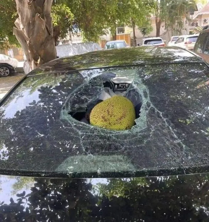 Por si quieres saberlo, es una fruta yaca