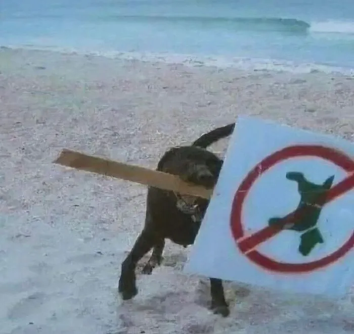 50 Times Animals Acted So Weird They Ended Up On The “Not My Animal” Page (New Pics)