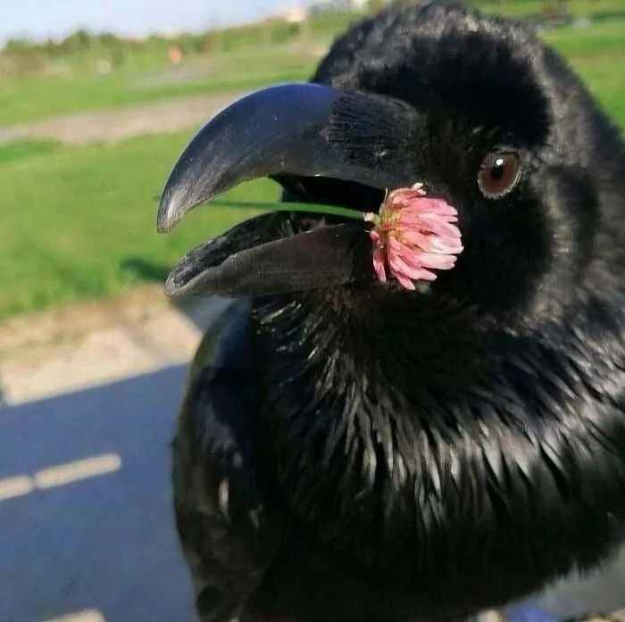 50 Times Animals Acted So Weird They Ended Up On The “Not My Animal” Page (New Pics)
