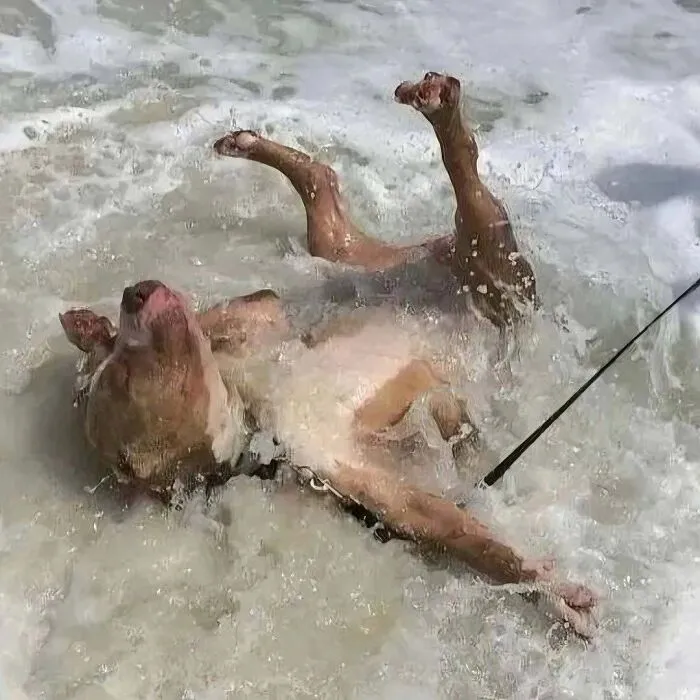 50 Times Animals Acted So Weird They Ended Up On The “Not My Animal” Page (New Pics)