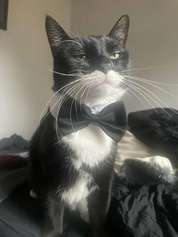 30 Business Cats That Wouldn't Be Out Of Place In The Most Serious Of Offices
