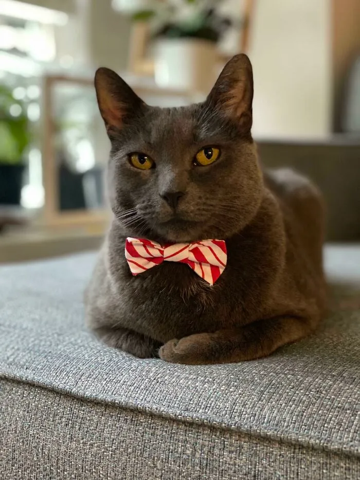 30 Business Cats That Wouldn't Be Out Of Place In The Most Serious Of Offices