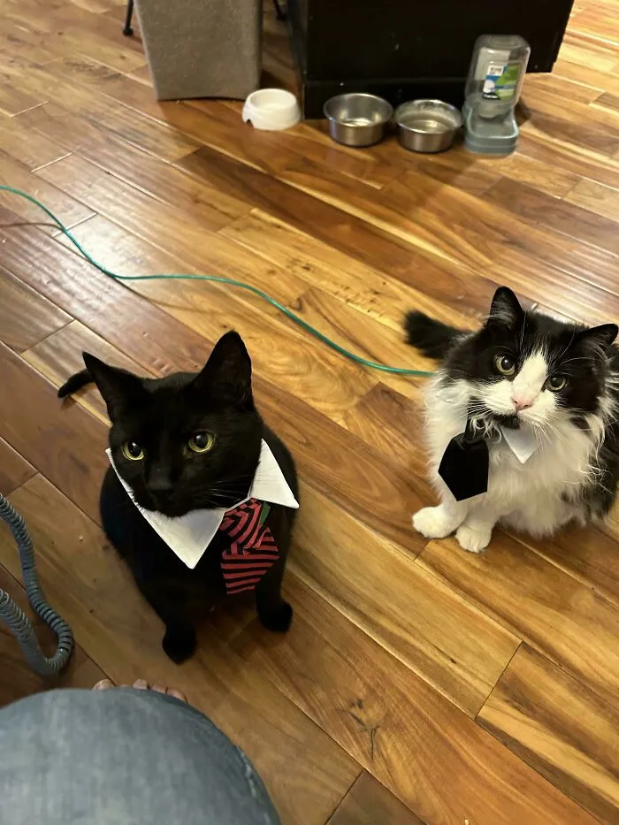30 Business Cats That Wouldn't Be Out Of Place In The Most Serious Of Offices