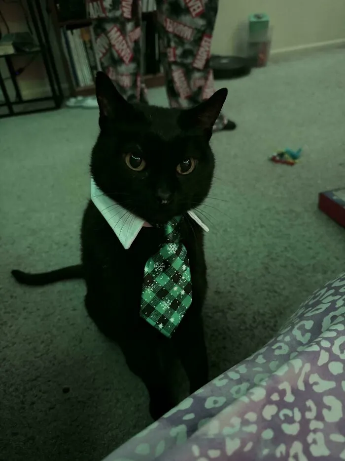 30 Business Cats That Wouldn't Be Out Of Place In The Most Serious Of Offices