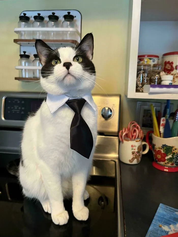 30 Business Cats That Wouldn't Be Out Of Place In The Most Serious Of Offices