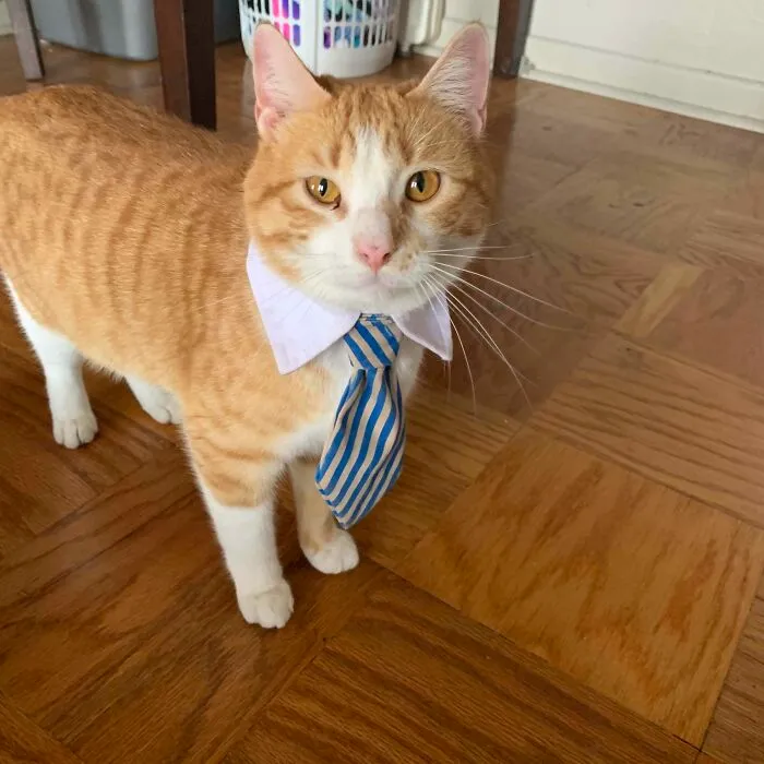 30 Business Cats That Wouldn't Be Out Of Place In The Most Serious Of Offices