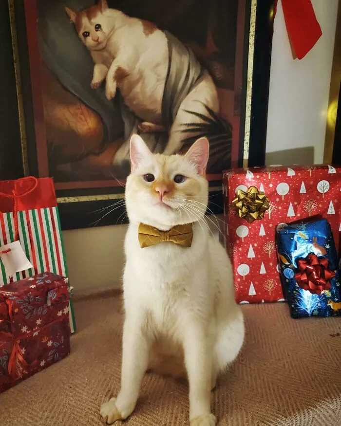 30 Business Cats That Wouldn't Be Out Of Place In The Most Serious Of Offices