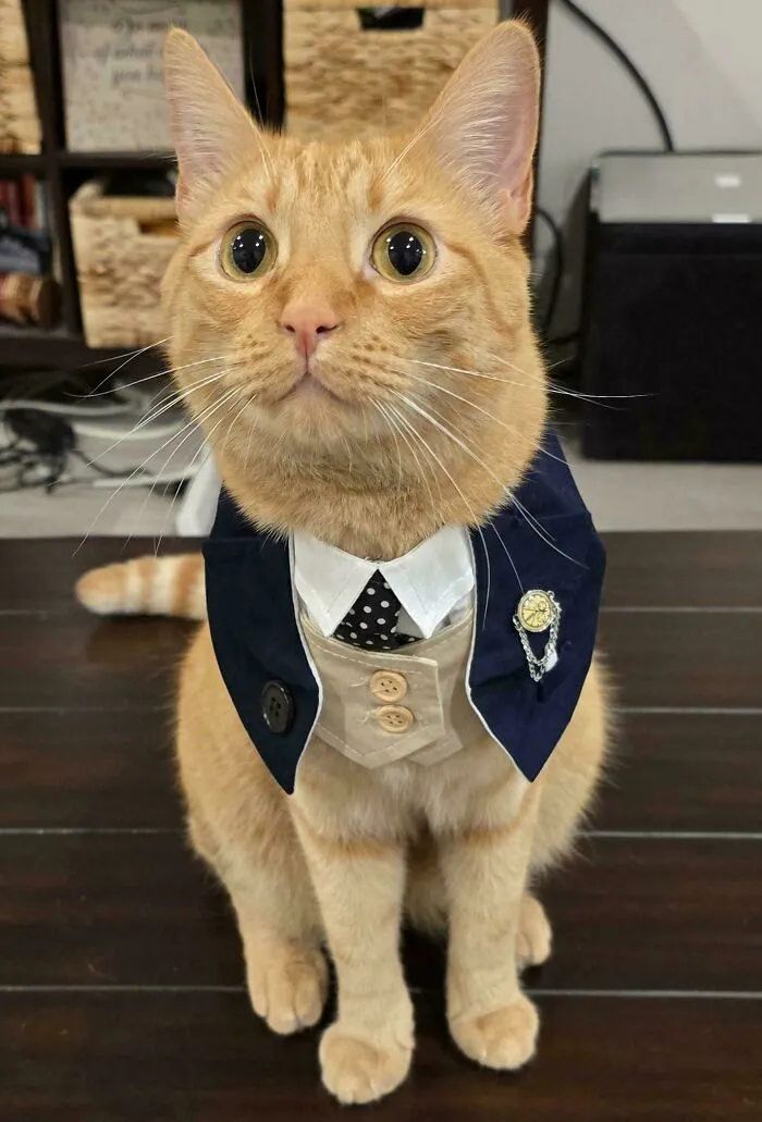 30 Business Cats That Wouldn't Be Out Of Place In The Most Serious Of Offices