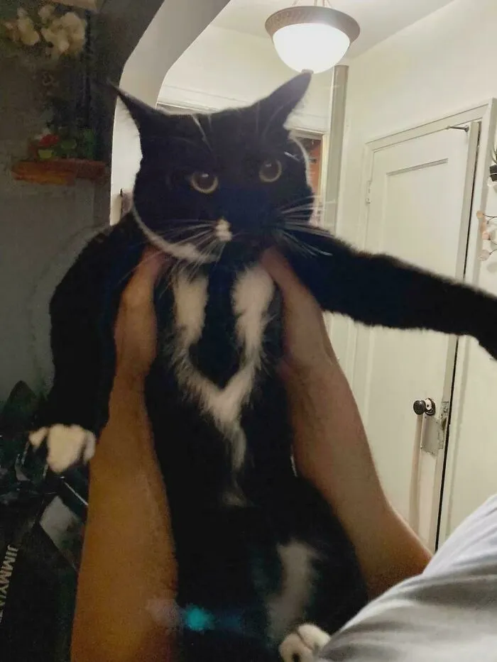 30 Business Cats That Wouldn't Be Out Of Place In The Most Serious Of Offices