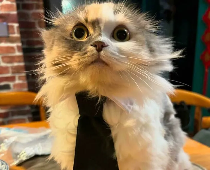 30 Business Cats That Wouldn't Be Out Of Place In The Most Serious Of Offices