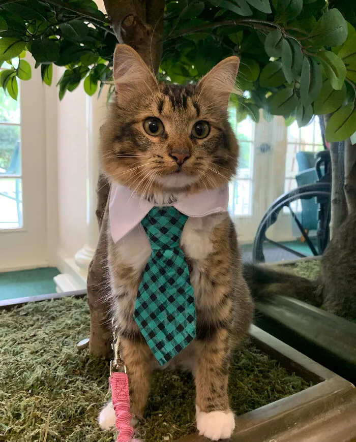 30 Business Cats That Wouldn't Be Out Of Place In The Most Serious Of Offices