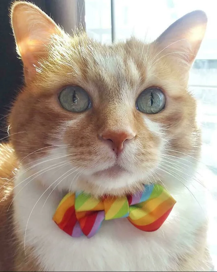 30 Business Cats That Wouldn't Be Out Of Place In The Most Serious Of Offices