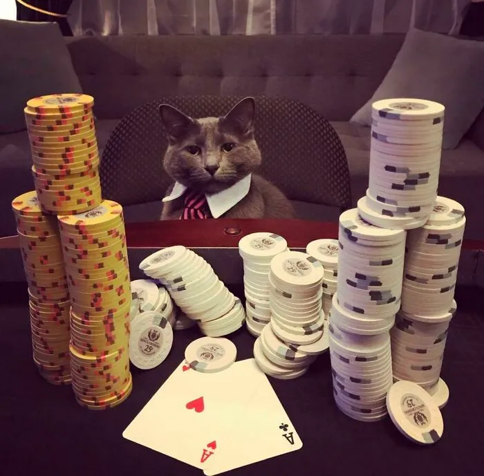 30 Business Cats That Wouldn't Be Out Of Place In The Most Serious Of Offices