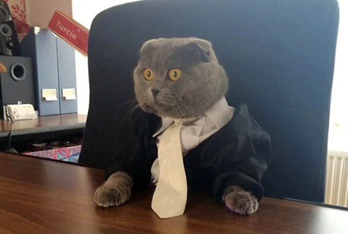 30 Business Cats That Wouldn't Be Out Of Place In The Most Serious Of Offices