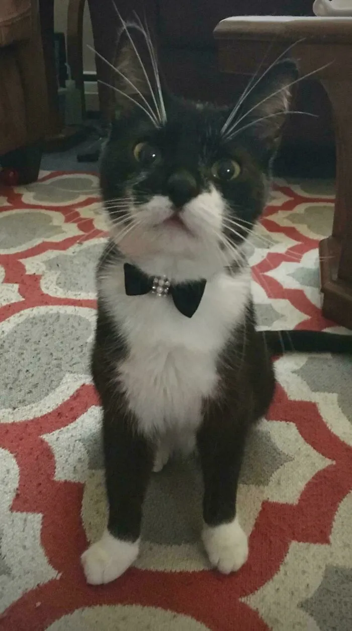 30 Business Cats That Wouldn't Be Out Of Place In The Most Serious Of Offices