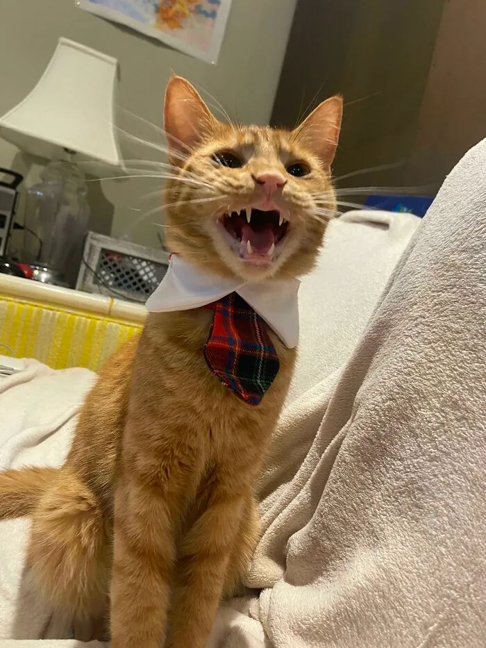 30 Business Cats That Wouldn't Be Out Of Place In The Most Serious Of Offices