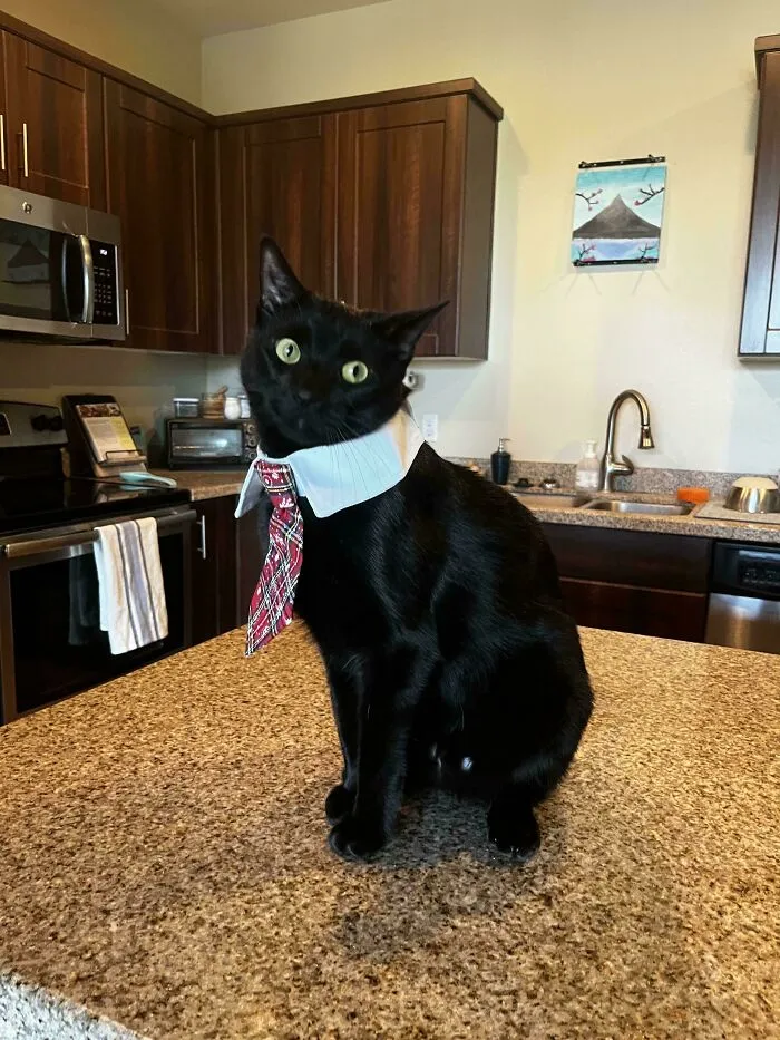 30 Business Cats That Wouldn't Be Out Of Place In The Most Serious Of Offices