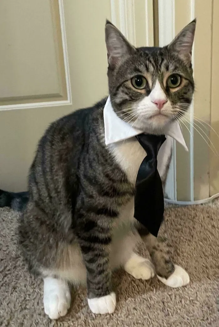 30 Business Cats That Wouldn't Be Out Of Place In The Most Serious Of Offices