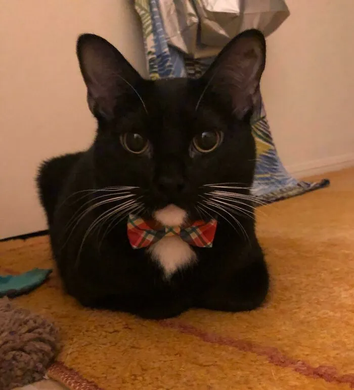 30 Business Cats That Wouldn't Be Out Of Place In The Most Serious Of Offices