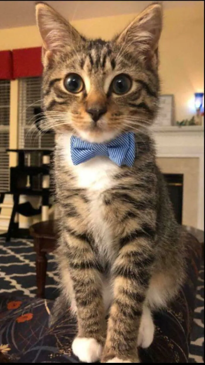 30 Business Cats That Wouldn't Be Out Of Place In The Most Serious Of Offices