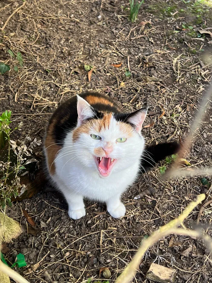 Calico cat meowing loudly outdoors on dry soil with scattered plants and leaves around.
