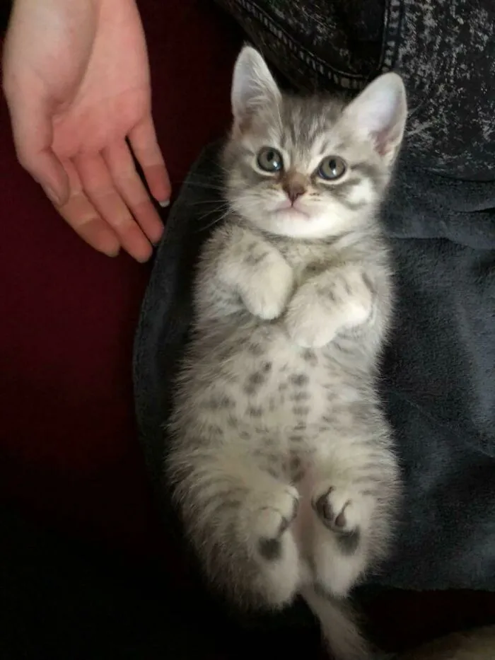 My Cousins Cat When He Was 3 Months Old. All Feetsies Curled