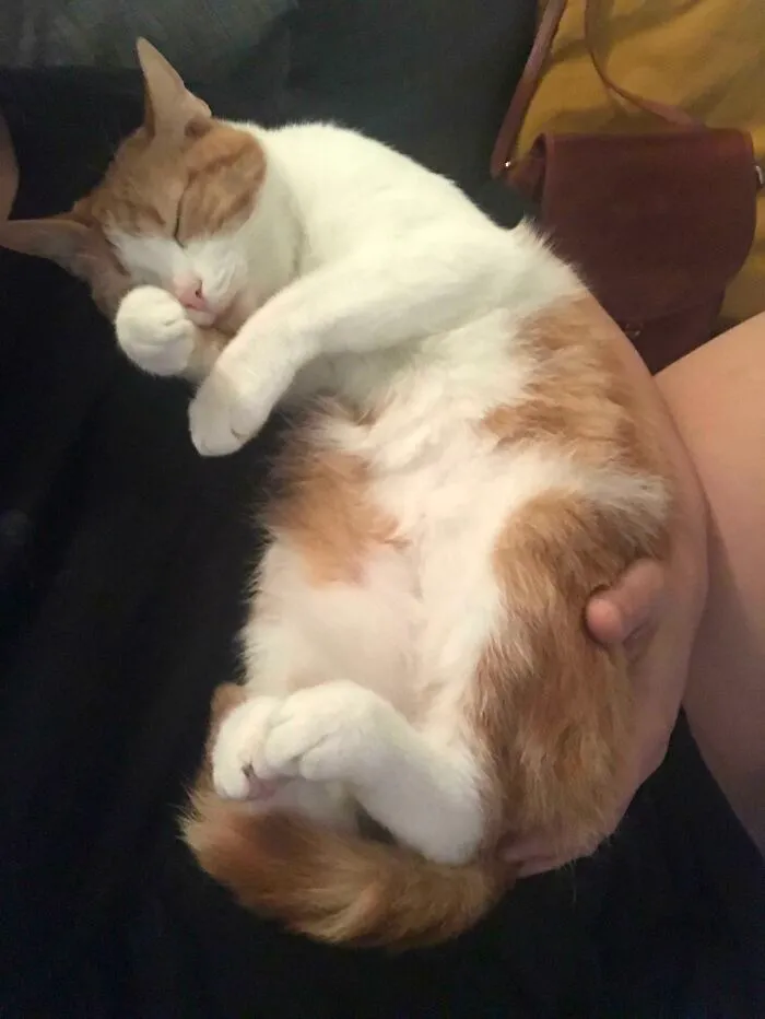 I Adopted Him And His Brother Three Months Ago. He Spent The First Two Nights Crying Until I Figured Out He Just Wanted A Hug. Hasn’t Left My Arms Since