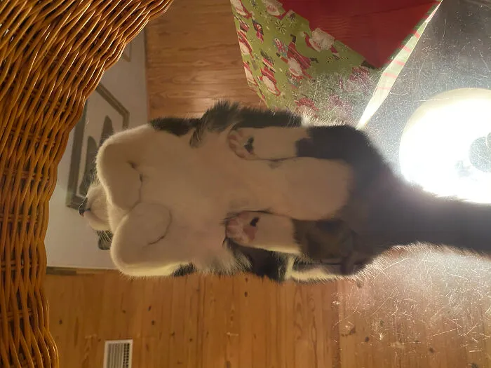 Curled Feetsies From Beneathsies