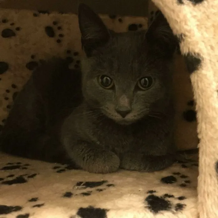 Last Night I Fount This Poor Baby Crying In A Bush. Now He’s Got A Warm Cosy Place To Curl His Feetsies