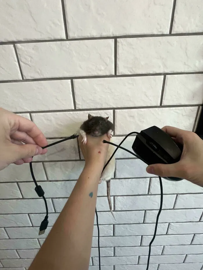 My Rat Ate Mouse