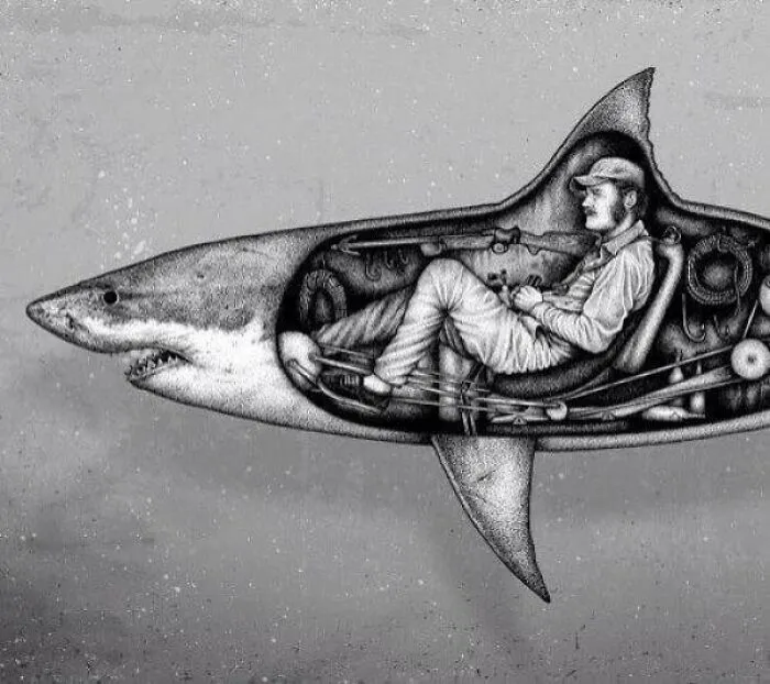 Shark Anatomy