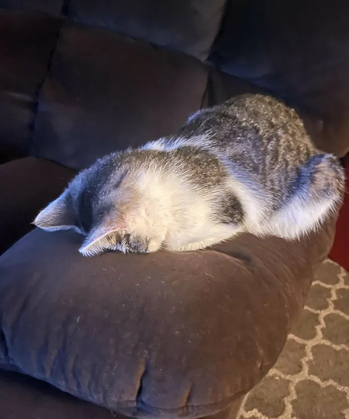 My Cat Loves To Sleep With Her Face Down