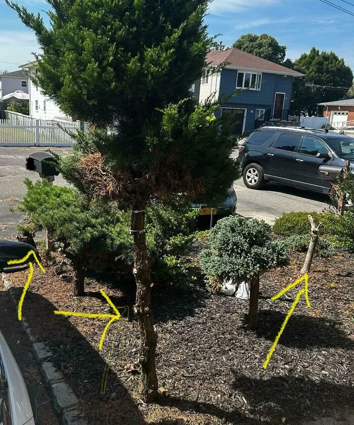 Mi suegro acaba de masacrar mi jardín de arbustos. Hoy, sin preguntarme, mi suegro decidió «podar» casi todos los árboles de mi jardín de arbustos.