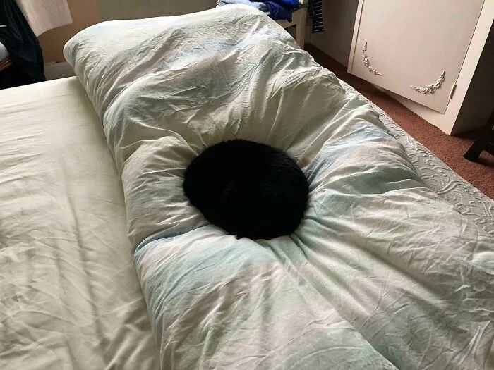 Online Community Is Dedicated To Sharing ‘Catloaf’ Pics, Here Are 30 Of The Cutest