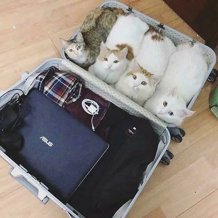 Online Community Is Dedicated To Sharing ‘Catloaf’ Pics, Here Are 30 Of The Cutest