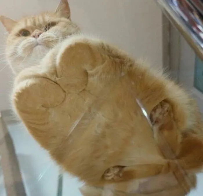 Online Community Is Dedicated To Sharing ‘Catloaf’ Pics, Here Are 30 Of The Cutest