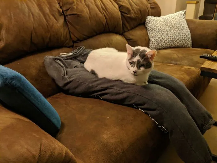 Online Community Is Dedicated To Sharing ‘Catloaf’ Pics, Here Are 30 Of The Cutest