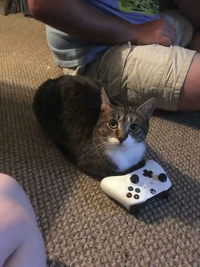 Online Community Is Dedicated To Sharing ‘Catloaf’ Pics, Here Are 30 Of The Cutest