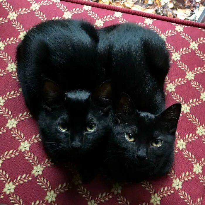 Online Community Is Dedicated To Sharing ‘Catloaf’ Pics, Here Are 30 Of The Cutest