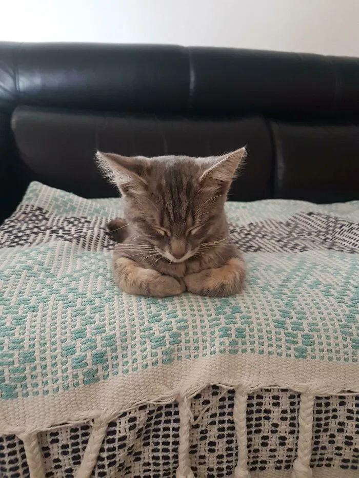 Online Community Is Dedicated To Sharing ‘Catloaf’ Pics, Here Are 30 Of The Cutest