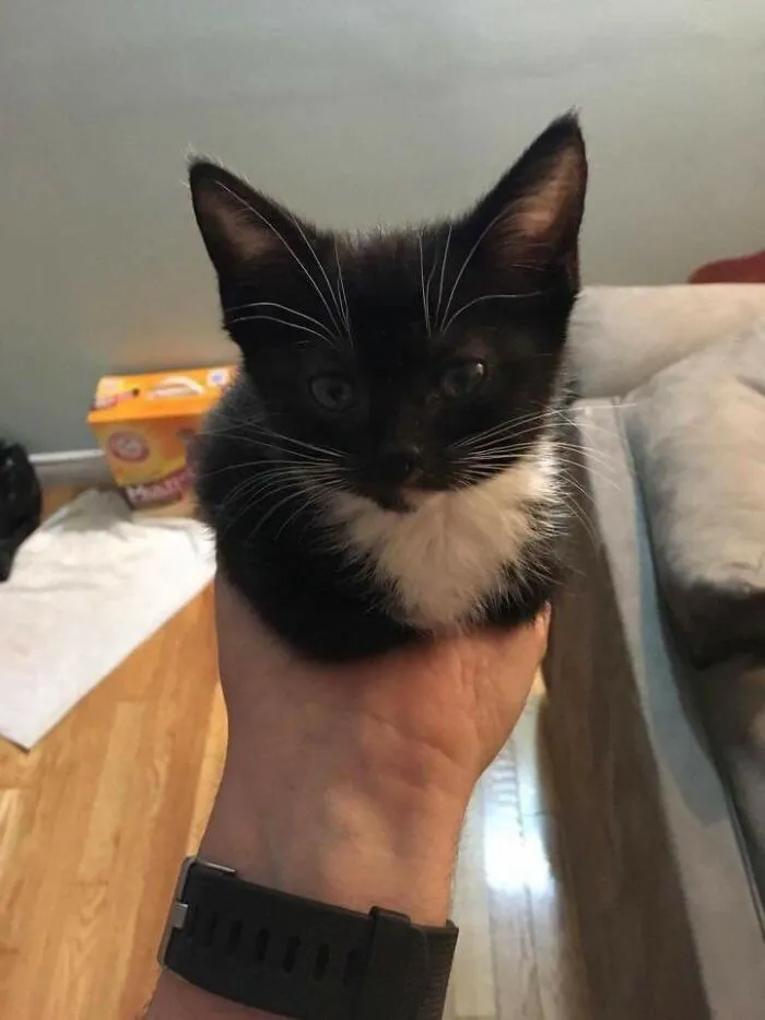 Online Community Is Dedicated To Sharing ‘Catloaf’ Pics, Here Are 30 Of The Cutest