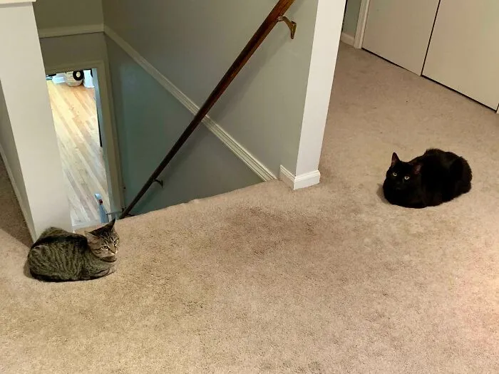 Online Community Is Dedicated To Sharing ‘Catloaf’ Pics, Here Are 30 Of The Cutest