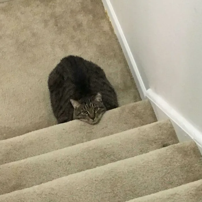 Online Community Is Dedicated To Sharing ‘Catloaf’ Pics, Here Are 30 Of The Cutest
