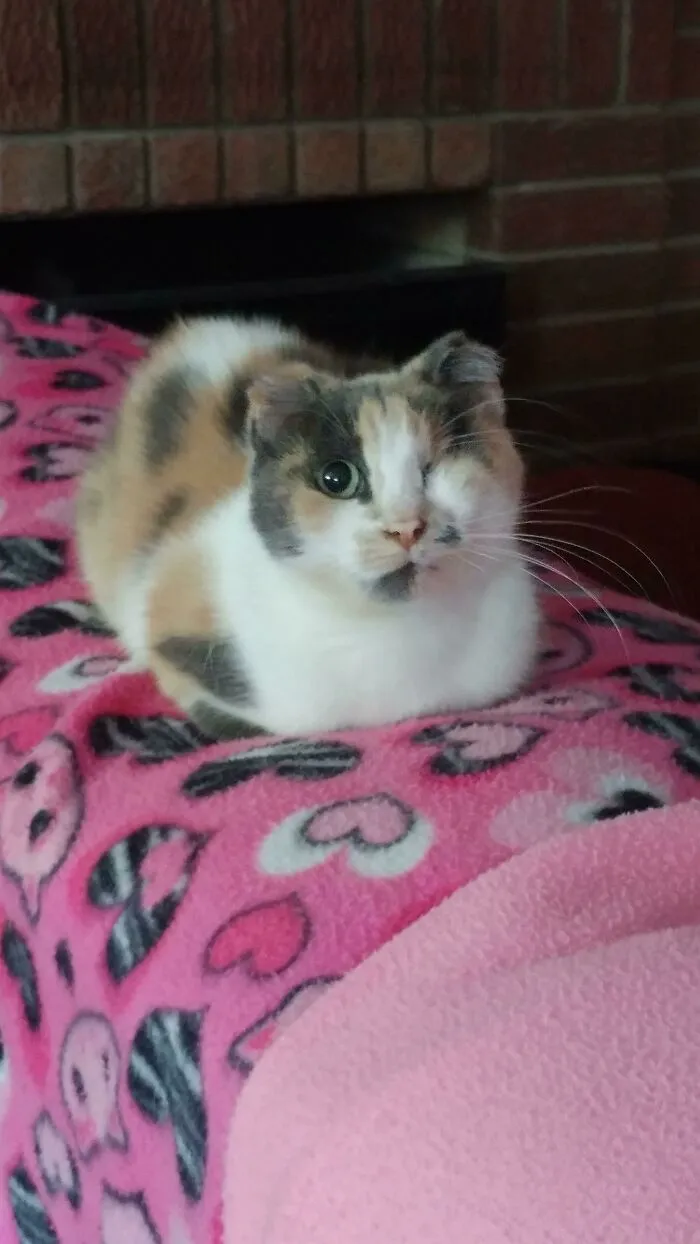 Online Community Is Dedicated To Sharing ‘Catloaf’ Pics, Here Are 30 Of The Cutest