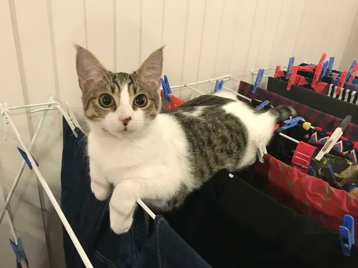 Online Community Is Dedicated To Sharing ‘Catloaf’ Pics, Here Are 30 Of The Cutest
